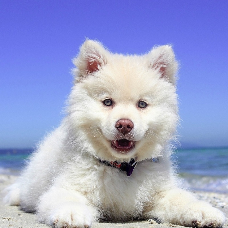 Dovolená - informace k objednávkám