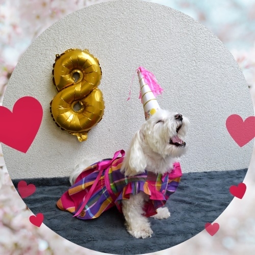 Slavíme 8. narozeniny