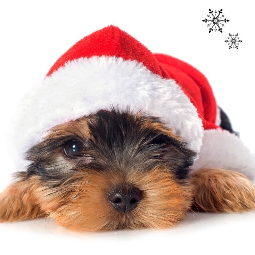 Objednávky do Vánoc + šití na míru