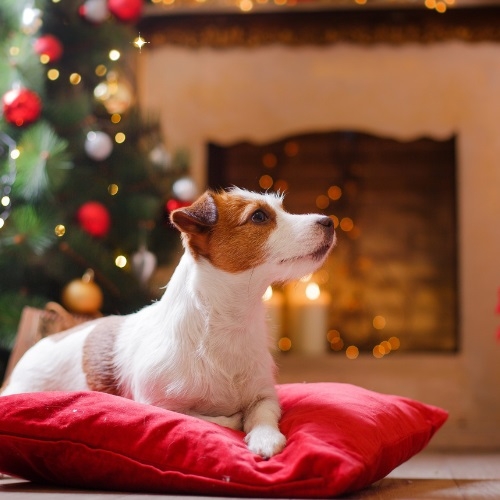 K objednávkám do Vánoc