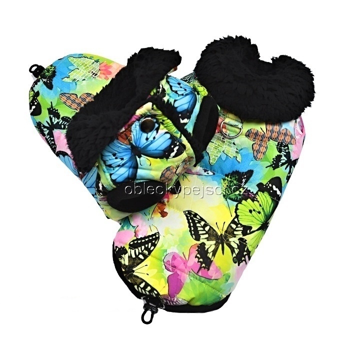 Bunda s volbou pohlaví pejska Barevný motýlek