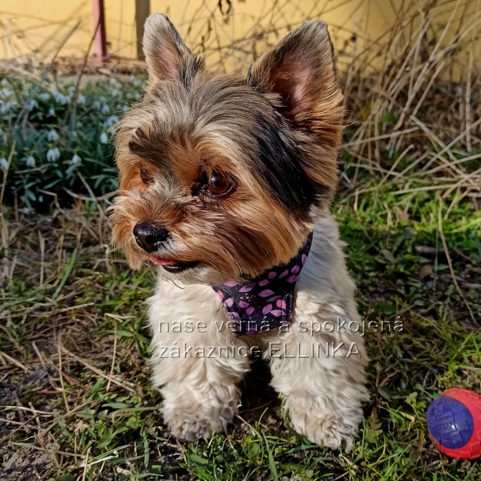 Jarní kšíry s mašličkou Růžový lísteček