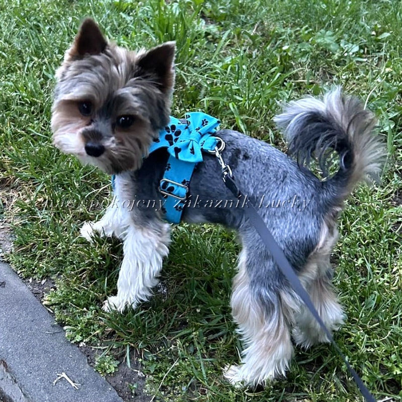 Kšíry s mašličkou Tyrkysové s tlapkami